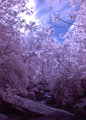 Infrared Rain forest