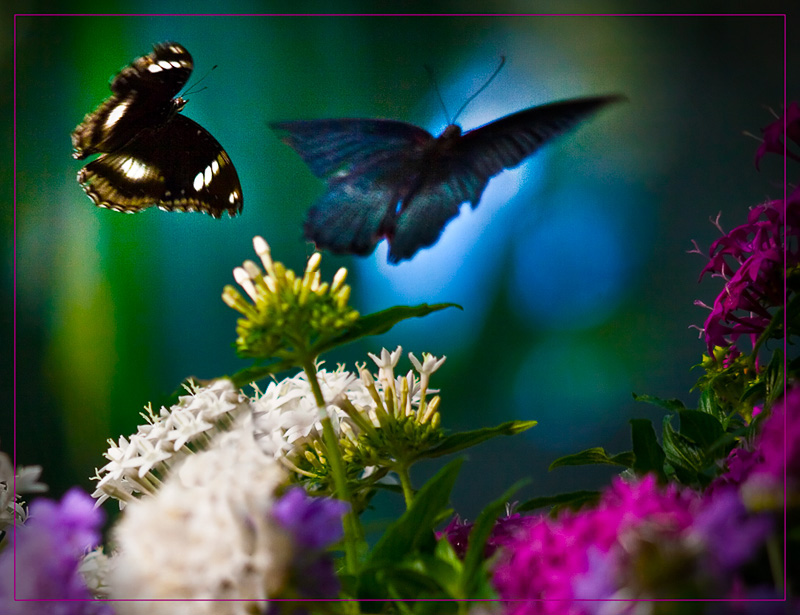 Fluttering by