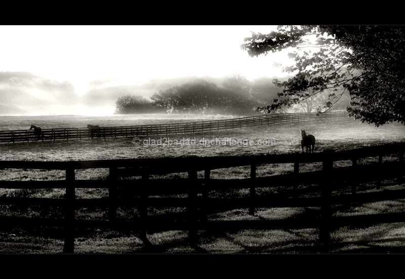 Foggy Morning in Horse Country