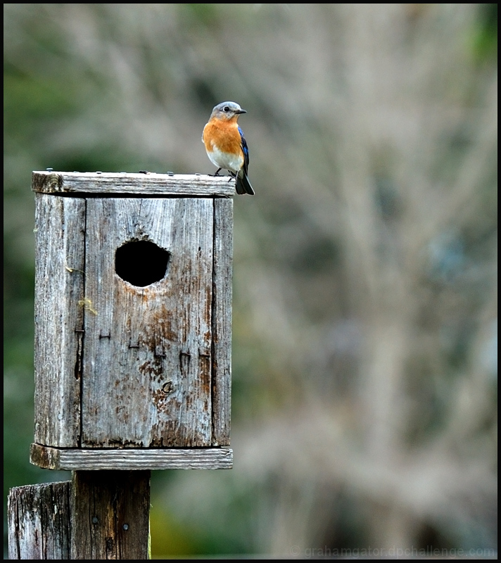 Guarding the Roost
