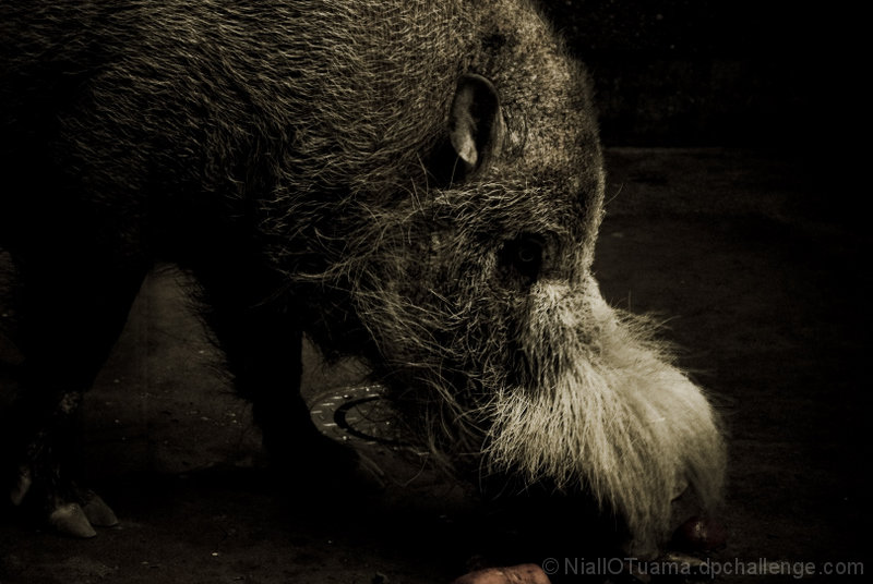 Bearded boar