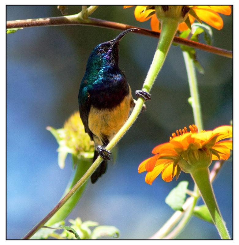 Variable Sunbird