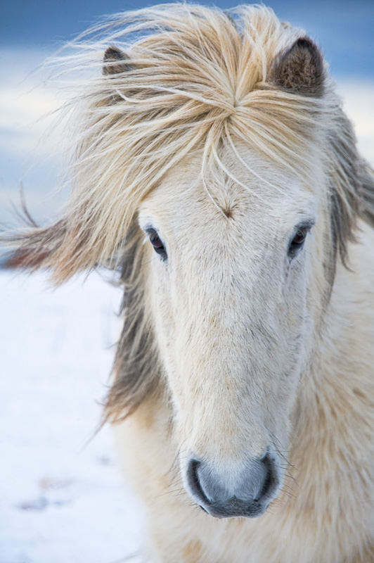 White Horse