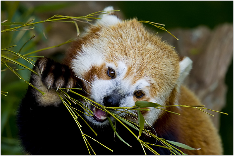 Red Panda