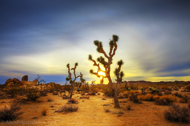 Sunset in the Desert