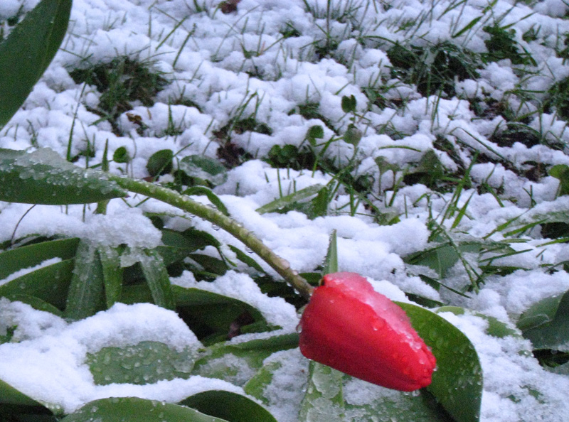 Snow on my tulips? Give me a break!!