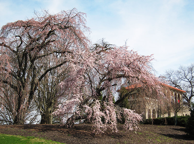 Spring at Last