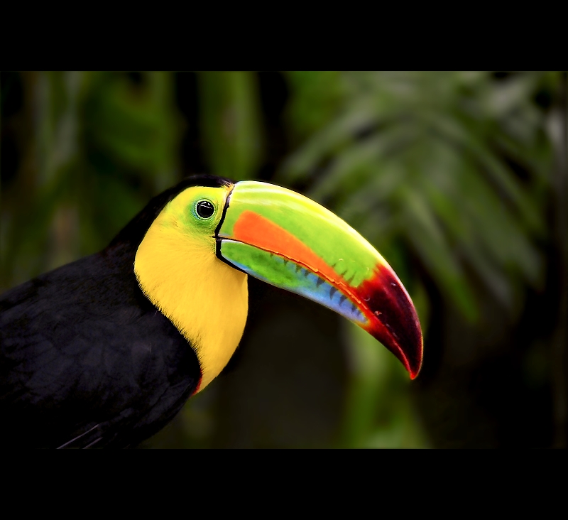 Toucan Sam