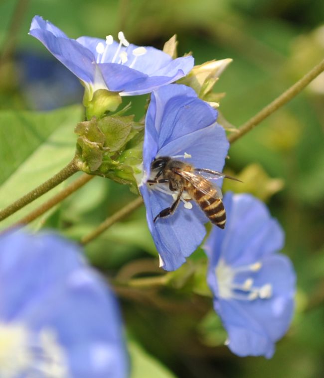 A Beautiful Bee