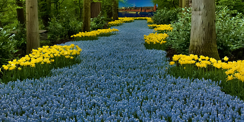 A river of flowers