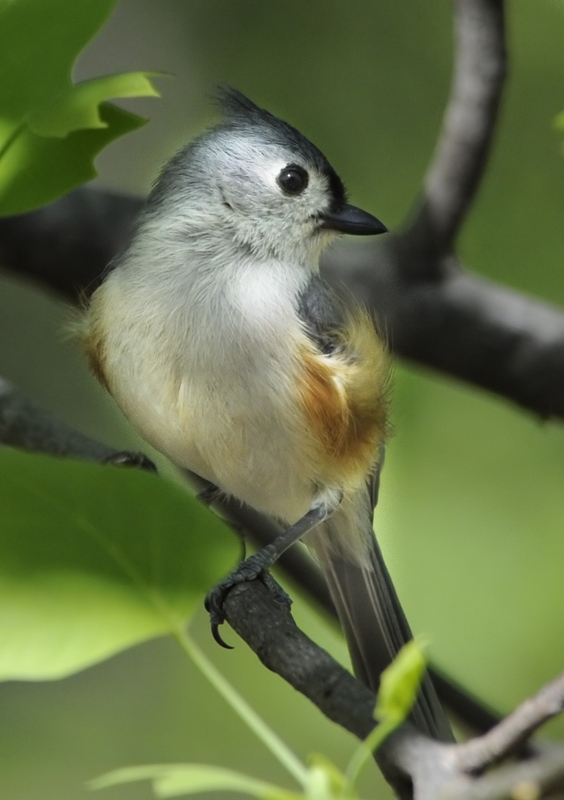 "My Right Side is Best." chirped the Tufted Titmouse