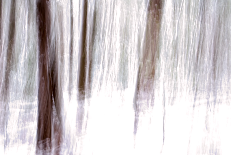 Wise Trees