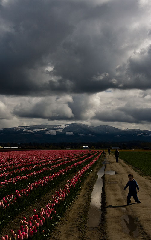 What tulips? Look at the MUD!