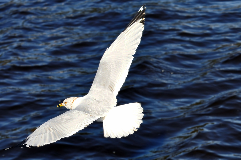 In Flight