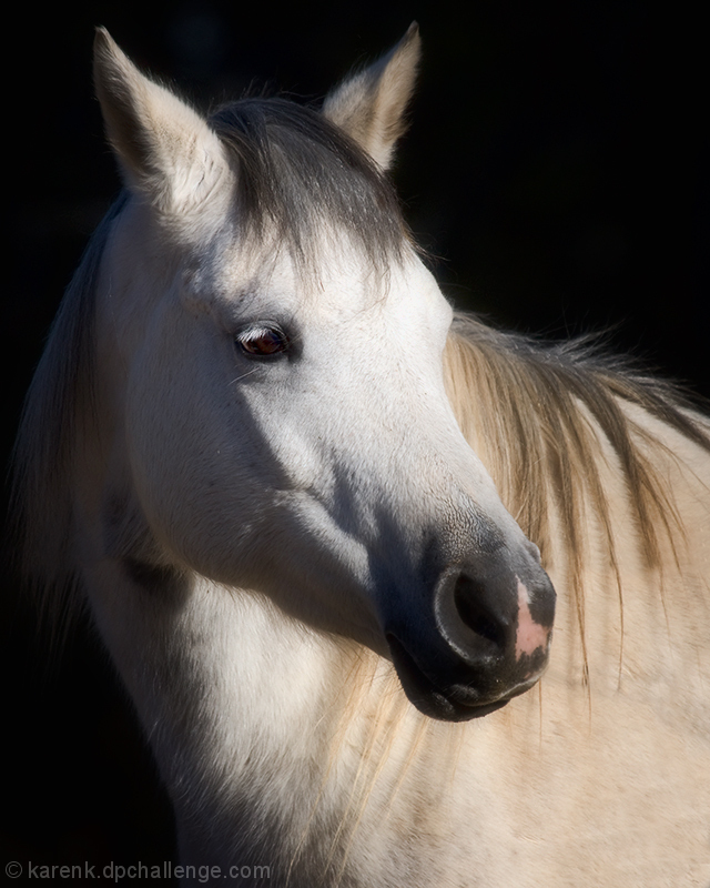 Arabian Mare