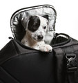 Hang on a sec, this bag's infested with puppy