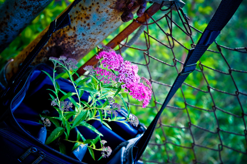 Photography blooms when your camera bag is open.