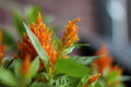 orange