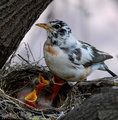White Robin  