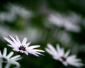Singled Out
