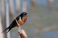 Barn Swallow
