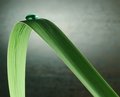 Blade of grass