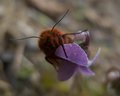 Moth on Violets