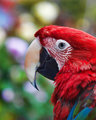 Polly wanna bokeh?