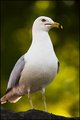 See Gull See Food