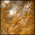 Through Amber Waves of Grain