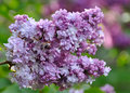 Morning Lilac