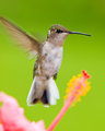 The Hummingbird Blur