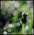 Dandelion in morning dew