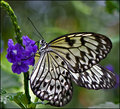 "Butterfly and Bokeh"  
