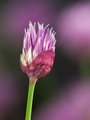 Blossoming Chive