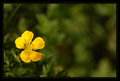 Ranunculus repens