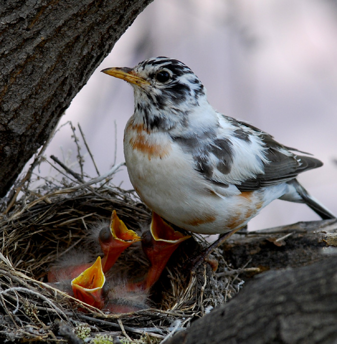 White Robin  