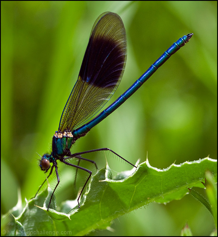 Banded Demoiselle