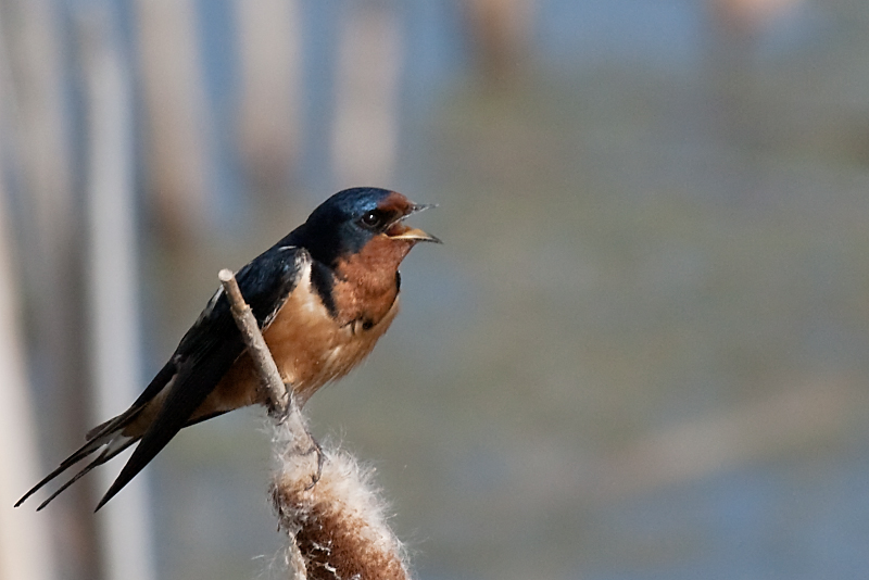Barn Swallow