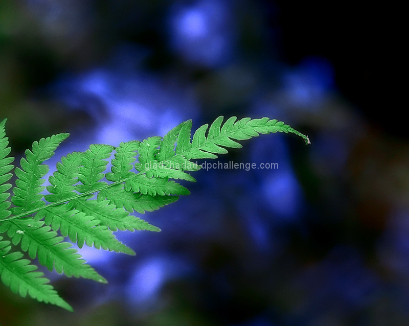 Watercolor Fern