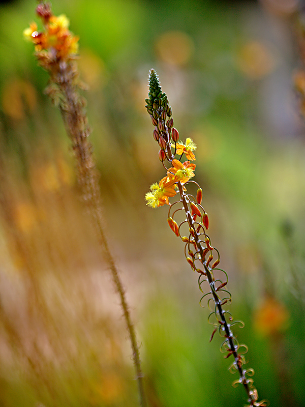 The cheerful Bulbine Frutescens