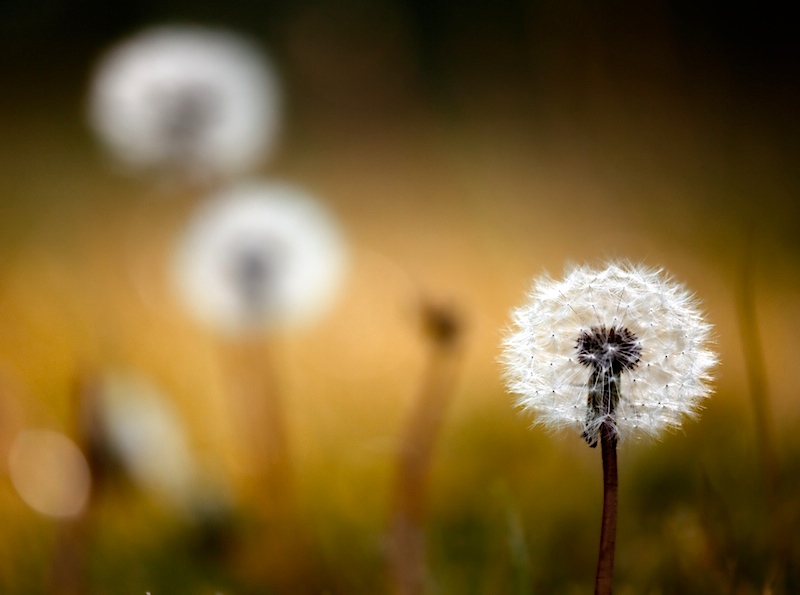 Dandelion Dusk