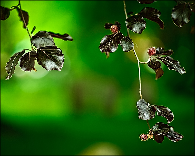 Vines