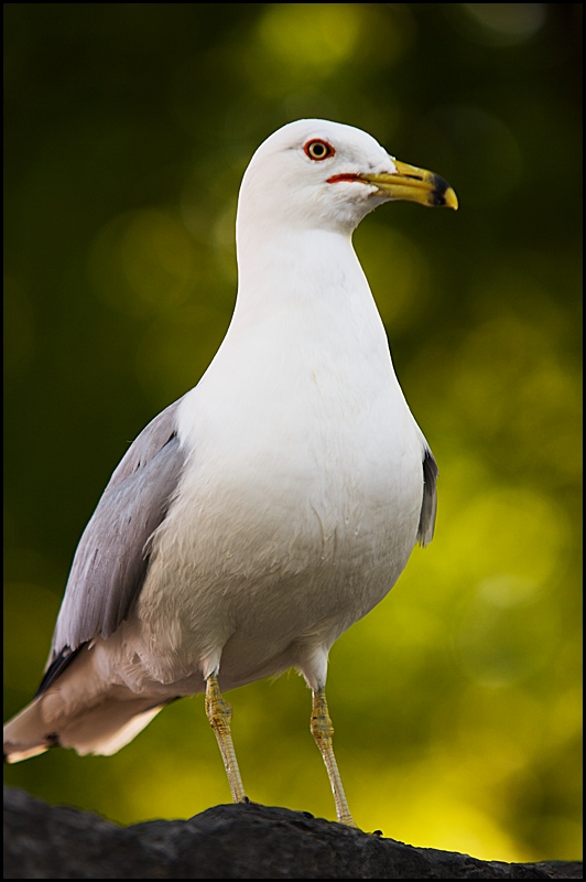 See Gull See Food
