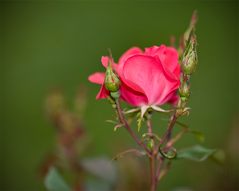 The first rose of summer