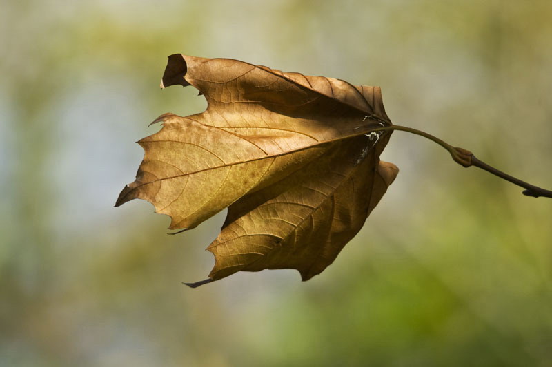 Autumn Leaves All Around