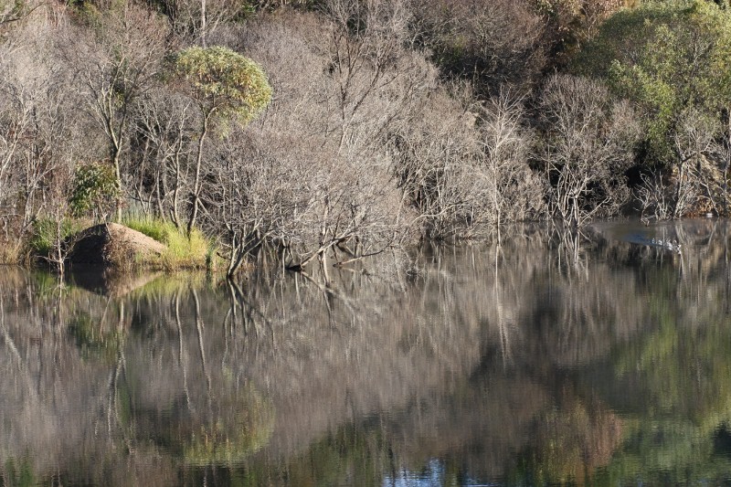 Reflections ( Foreground  Bokeh )