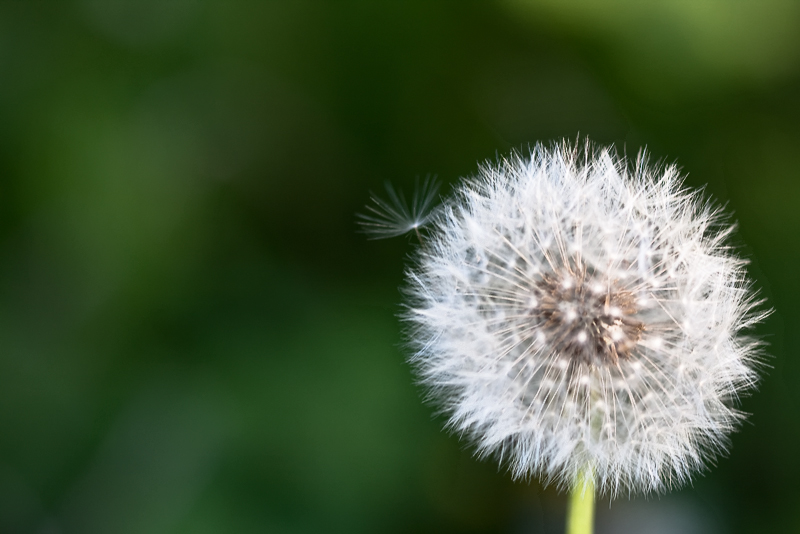 Dande Bokeh