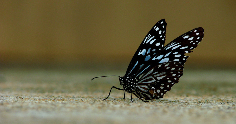 A sitting butterfly