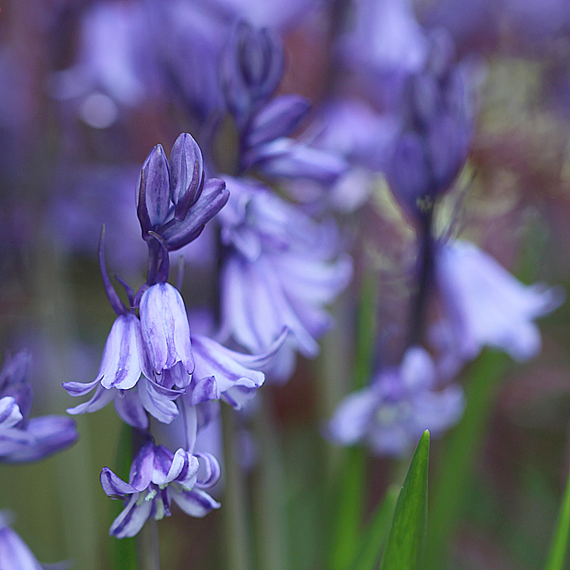 Bluebell and Bokeh